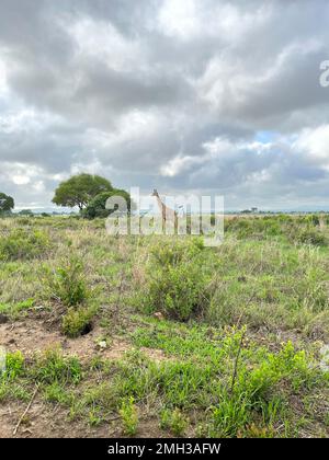 Wilde Giraffen in der Savanne, ein Giraffentier mit einem Baum im Wald, Safari in Sansibar, Tansania. Stockfoto