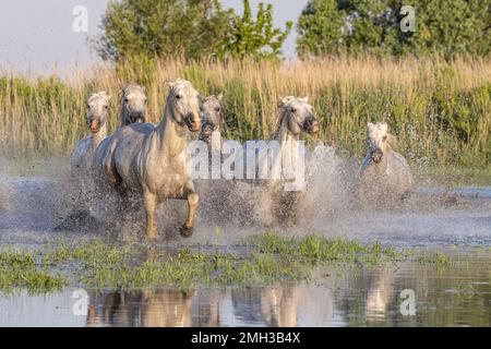 Saintes-Maries-de-la-Mer, Bouches-du-Rhône, Provence-Alpes-Cote d'Azur, Frankreich. Pferde laufen durch die Sümpfe in der Camargue. Stockfoto