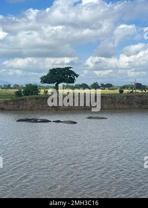 Blick auf viele oder Gruppen von Hippopotamus, die morgens in Sansibar, Tansania, in der Savanne schwimmen, mit schönem Blick auf den Wald mit Wolken und Bäumen. Stockfoto