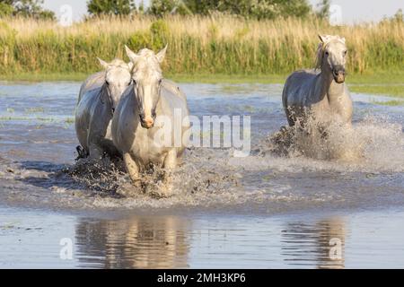 Saintes-Maries-de-la-Mer, Bouches-du-Rhône, Provence-Alpes-Cote d'Azur, Frankreich. Pferde laufen durch die Sümpfe in der Camargue. Stockfoto