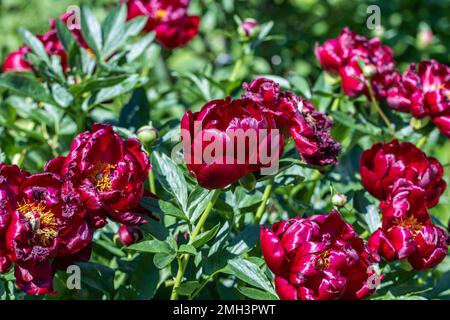 Paeonia Buckeye Belle blüht im Garten. Paeonia lactiflora Chinesische Pfingstrose oder gemeinsame GartenPfingstrose Stockfoto