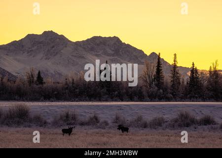 Bei Sonnenaufgang auf dem Feld mit den Chugach-Bergen im Hintergrund im südzentralen Alaska. Stockfoto