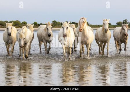 Saintes-Maries-de-la-Mer, Bouches-du-Rhône, Provence-Alpes-Cote d'Azur, Frankreich. Pferdeherde, die durch die Sümpfe der Camargue waten. Stockfoto