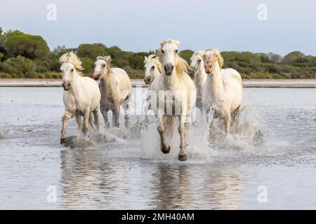 Saintes-Maries-de-la-Mer, Bouches-du-Rhône, Provence-Alpes-Cote d'Azur, Frankreich. Pferdeherde, die durch die Sümpfe der Camargue laufen. Stockfoto