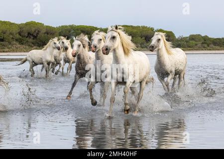 Saintes-Maries-de-la-Mer, Bouches-du-Rhône, Provence-Alpes-Cote d'Azur, Frankreich. Pferdeherde, die durch die Sümpfe der Camargue laufen. Stockfoto