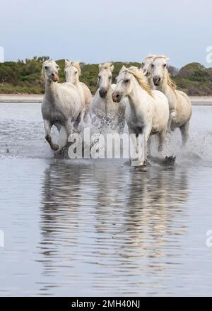 Saintes-Maries-de-la-Mer, Bouches-du-Rhône, Provence-Alpes-Cote d'Azur, Frankreich. Pferdeherde, die durch die Sümpfe der Camargue laufen. Stockfoto