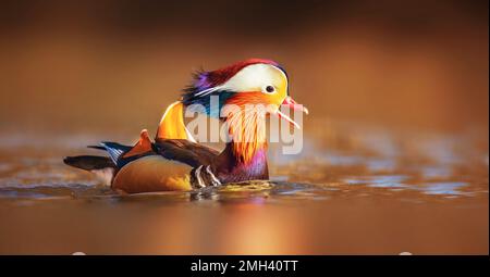 Aix galericulata Ente Mandarine schwimmt auf dem Wasser und sucht nach Nahrung, das beste Foto. Stockfoto