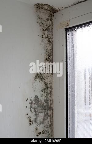 Pilz auf der Fensterbank. Schimmel im Haus. Stockfoto