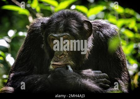 Ein Schimpanse, der aufmerksam aussieht, während er tief im Regenwald sitzt. Bild aufgenommen im Kibale Regenwald, West-Uganda. Stockfoto