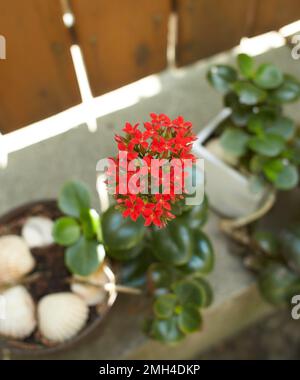 Rote Blume in der Blüte von Indoor Plant Kalanchoe, beliebte blühende saftige Hauspflanze, auch bekannt als der Nervenkitzel der Witwe. Zimmerpflanzen Stockfoto