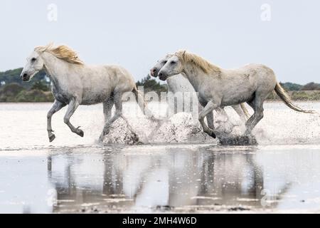 Saintes-Maries-de-la-Mer, Bouches-du-Rhône, Provence-Alpes-Cote d'Azur, Frankreich. Pferdeherde, die durch die Sümpfe der Camargue laufen. Stockfoto