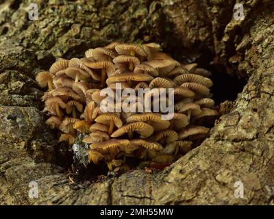 Waldpilze. Xeromphalina campanella oder Goldene Trompete, die von einem alten Baum wächst. Stockfoto