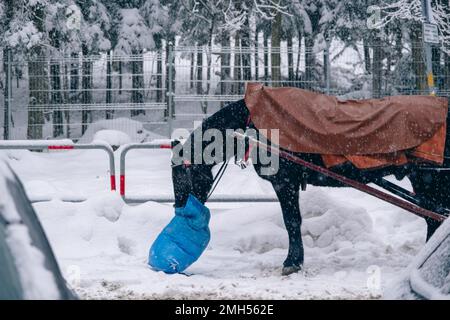 Ein Pferd mit Steuerung im Schnee, das im Winter aus einem Sack isst Stockfoto