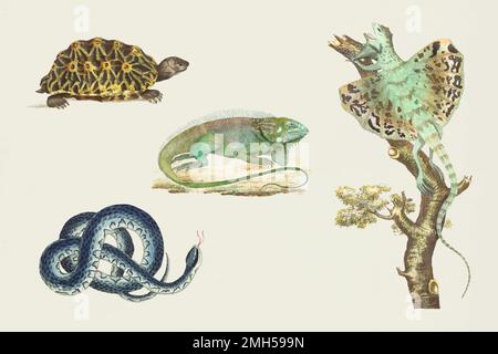 Vektor Reptil bunte Sticker Vintage Set Stock Vektor