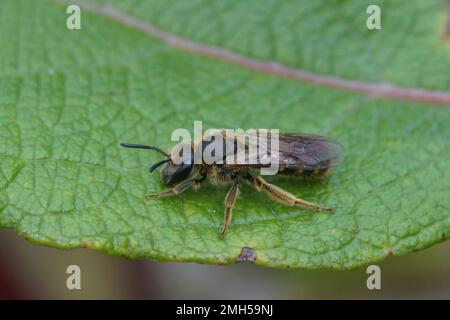 Natürliche Nahaufnahme einer weiblichen Furchenbiene, Lasioglossum calceatum oder Albipes, die auf einem grünen Blatt sitzen Stockfoto