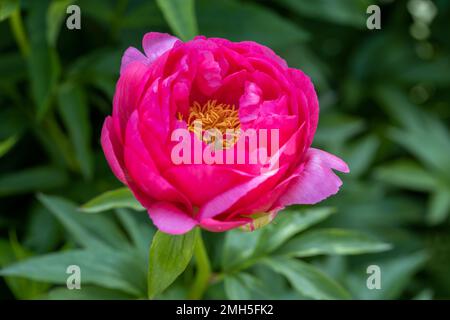 Paeonia Coral Fay, die im Garten wächst. Paeonia officinalis Stockfoto