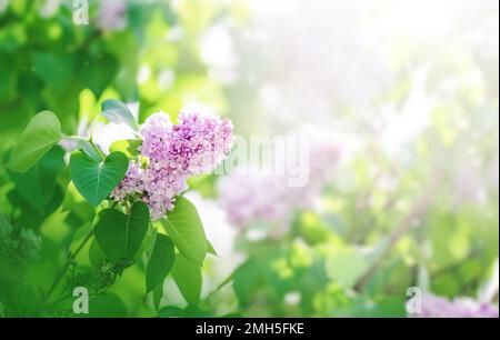 Blühender pinkfarbener und lilafarbener Asthintergrund Stockfoto