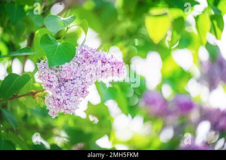 Violetter, lebendiger Fliederbusch mit blühenden Knospen im Frühlingsgarten. Stockfoto