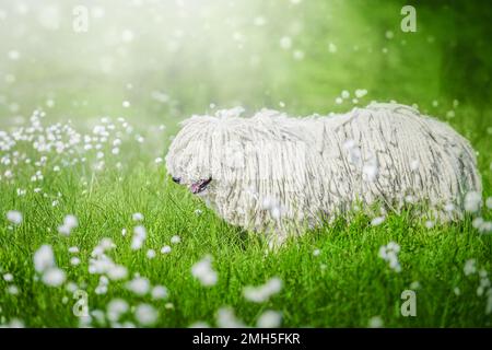 Süßer ungarischer Puli-Hund auf grünem Gras und weißen Blumen in den Karpaten, Ukraine, Europa. Stockfoto