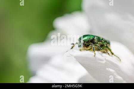 Cetonia aurata goldener Käfer auf weißen Pfingstrosen. Stockfoto