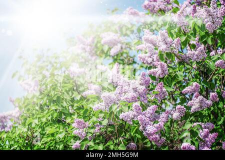 Wunderschöne Fliederblumen verzweigen sich auf einem sonnigen Hintergrund, natürlicher Frühlingshintergrund. Stockfoto