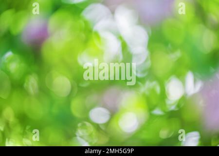 Grünes und lila Bokeh auf Unschärfe-Effekt der Natur abstrakter Unschärfe-Hintergrund Stockfoto