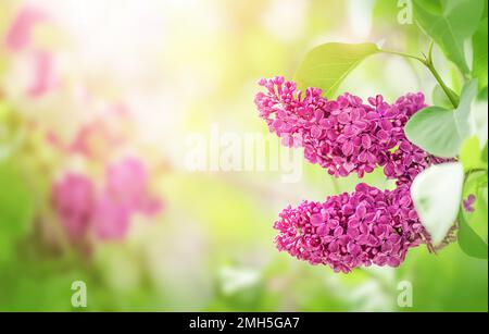 Blühender rosafarbener und lilafarbener Asthintergrund im Frühlingsgarten Stockfoto