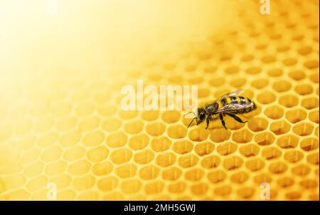 Makrofoto eines Bienenstocks auf einer Honigwabe mit Kopierraum. Imkereikonzept Stockfoto