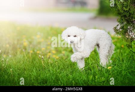 Porträt des weißen Königlichen Pudelhunds im Naturhintergrund. Stockfoto