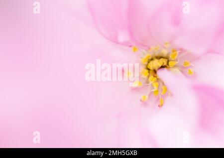 Kirschblüten- oder Sakuraflümchen-Makrofoto von Blütenblättern auf pinkfarbenem Hintergrund Stockfoto