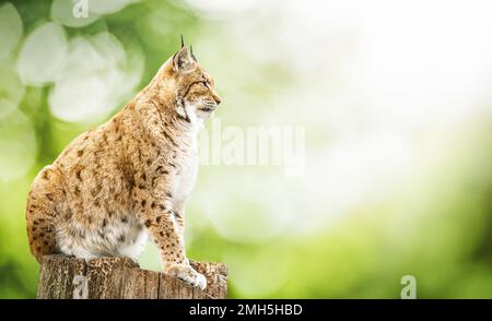 Eurasischer Luchs auf grünem, natürlichem Bokeh-Hintergrund. Stockfoto