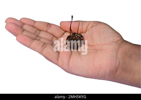 Offene Frauenpalme mit einer ausgetrockneten Samenkapsel einer Aristolochia Indica auf der Handfläche im isolierten Hintergrund Stockfoto