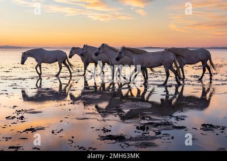 Saintes-Maries-de-la-Mer, Bouches-du-Rhône, Provence-Alpes-Cote d'Azur, Frankreich. Herde von Camargue-Pferden im Morgengrauen in den Sümpfen. Stockfoto