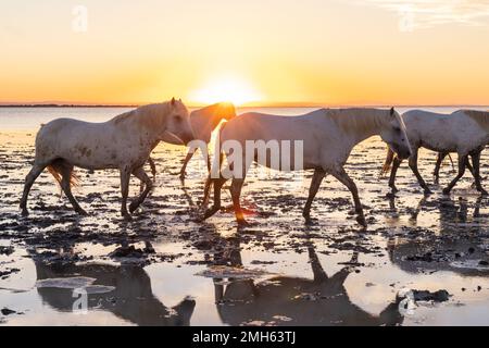 Saintes-Maries-de-la-Mer, Bouches-du-Rhône, Provence-Alpes-Cote d'Azur, Frankreich. Herde von Camargue-Pferden im Morgengrauen in den Sümpfen. Stockfoto