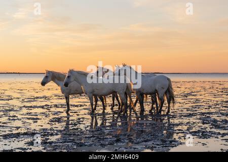 Saintes-Maries-de-la-Mer, Bouches-du-Rhône, Provence-Alpes-Cote d'Azur, Frankreich. Herde von Camargue-Pferden im Morgengrauen in den Sümpfen. Stockfoto