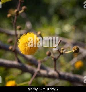 Nahaufnahme der gelben Blume des Acacia Farnesiana-Baumes mit unscharfem Hintergrund. Quadratischer Rahmen Stockfoto