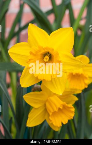 Nahaufnahme der Gruppe von Narcissus Obvallaris oder Tenby Daffodil im Frühling Narcissus Obvallaris ist eine Wildtierart der Division 10, Narzissen und ist vollständig verhärtet Stockfoto