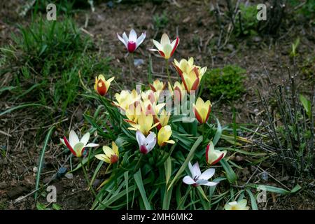 Verschiedene Tulpen Clusiana blühen im April in einem Garten Stockfoto