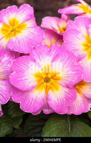 Nahaufnahme von Blumen auf Primula Lipstick. Eine einzelne rosafarbene, weiße und gelbe primulaceae, die im frühen bis späten Frühling blüht, ist immergrün und vollständig hart. Stockfoto