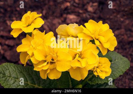 Nahaufnahme der Blumen auf Primula Rubens Yellow. Eine doppelt blühende primulaceae, die im Frühling bis zum späten Frühling blüht, ist halbimmergrün und vollständig verhärtet. Stockfoto