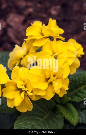 Nahaufnahme der Blumen auf Primula Rubens Yellow. Eine doppelt blühende primulaceae, die im Frühling bis zum späten Frühling blüht, ist halbimmergrün und vollständig verhärtet. Stockfoto