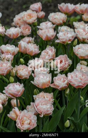 Sanft rosa Frottee-Tulpen im Garten Stockfoto