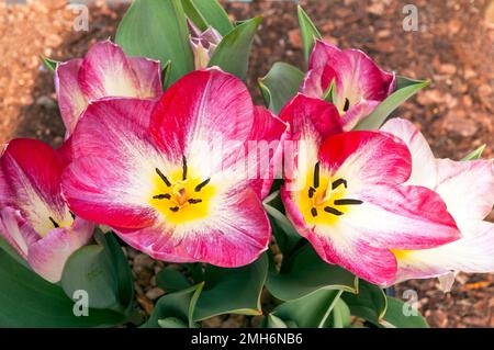 Nahaufnahme der offenen tulipa Flaming Purissima eine pinkfarbene und weiße, im Frühjahr blühende Tulpe, die zur Fosteriana-Gruppe der Tulpen Division 13 gehört Stockfoto