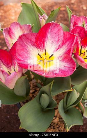 Nahaufnahme der offenen tulipa Flaming Purissima eine pinkfarbene und weiße, im Frühjahr blühende Tulpe, die zur Fosteriana-Gruppe der Tulpen Division 13 gehört Stockfoto