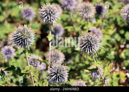 Sibirischer Lauch (Allium nutans) im Botanischen Garten, Nordrhein-Westfalen, Deutschland, Bonn Stockfoto