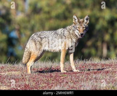 Alarmieren Sie den Kojoten, der auf die Kamera schaut. Arastradero Preserve, Kalifornien, USA. Stockfoto