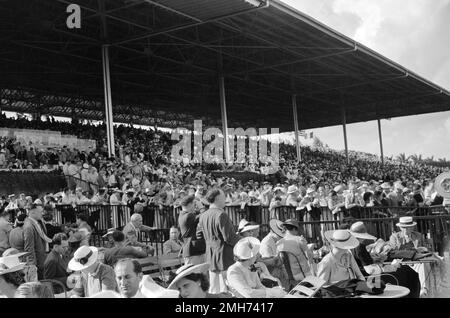 Menge bei Pferderennen, Hialeah Park, Miami, Florida, USA, Marion Post Wolcott, USA Farm Security Administration, Februar 1939 Stockfoto