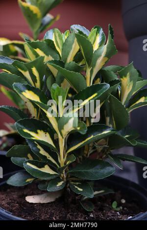 Pflanzen Sie Euonymus japonicus Bravo in der Natur Stockfoto