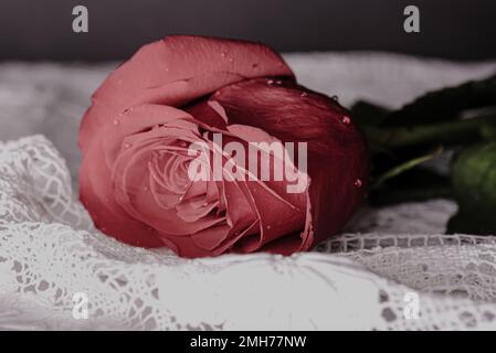 Nahaufnahme von Tauftröpfchen auf roter Rose. Rote Rosenblume auf handgemachter weißer Spitze. Stockfoto
