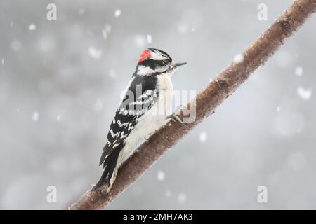 Männlicher, schäbiger Specht Picoides Pubescens in Seitenansicht, hoch oben auf einem Ast in einem Wintersturm Stockfoto